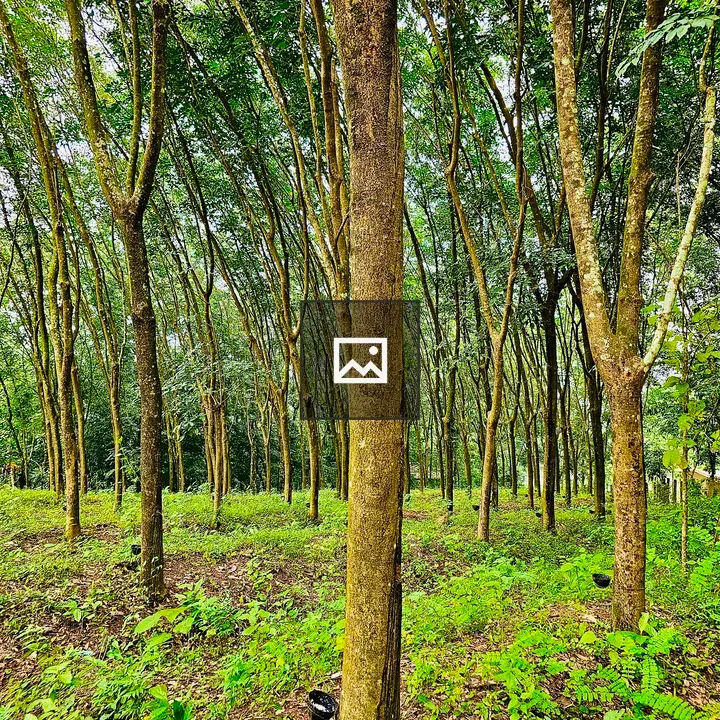 Rubber trees forest in Kerala