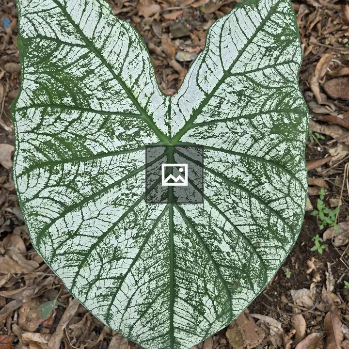 Caladium leaf on leaf litter