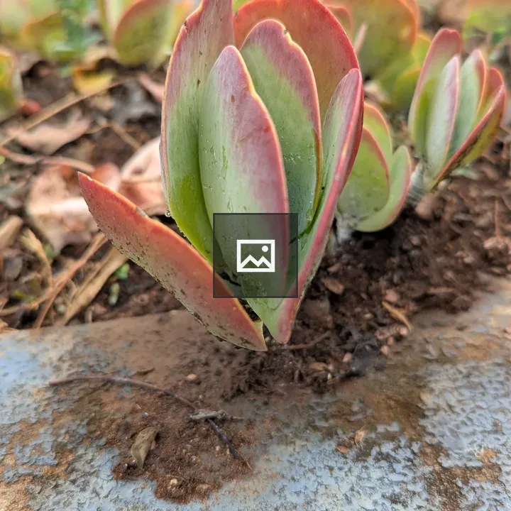 Succulent close-up leaves