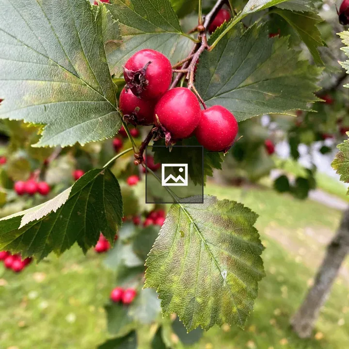 Hawthorn Branch with Red Berries