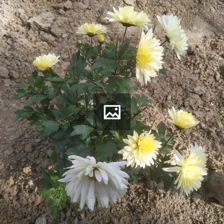Light yellow flowers