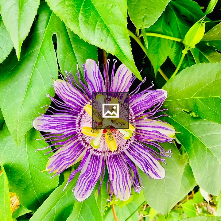 Passion fruit flower