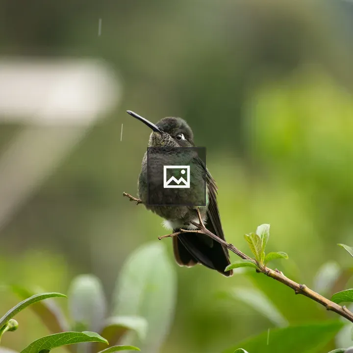 Hummingbird on a Leaf Branch
