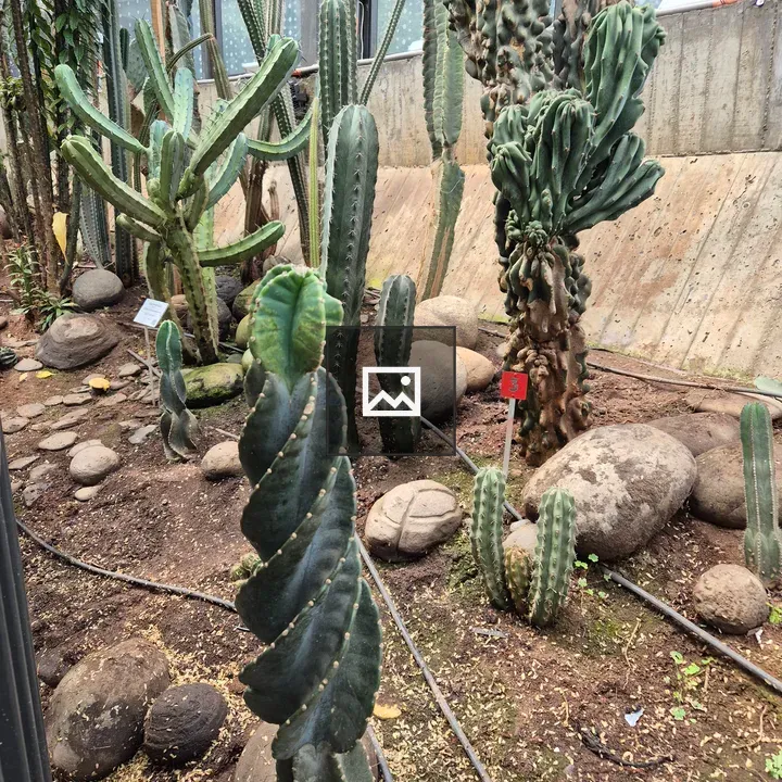 Cacti in Garden Arrangement