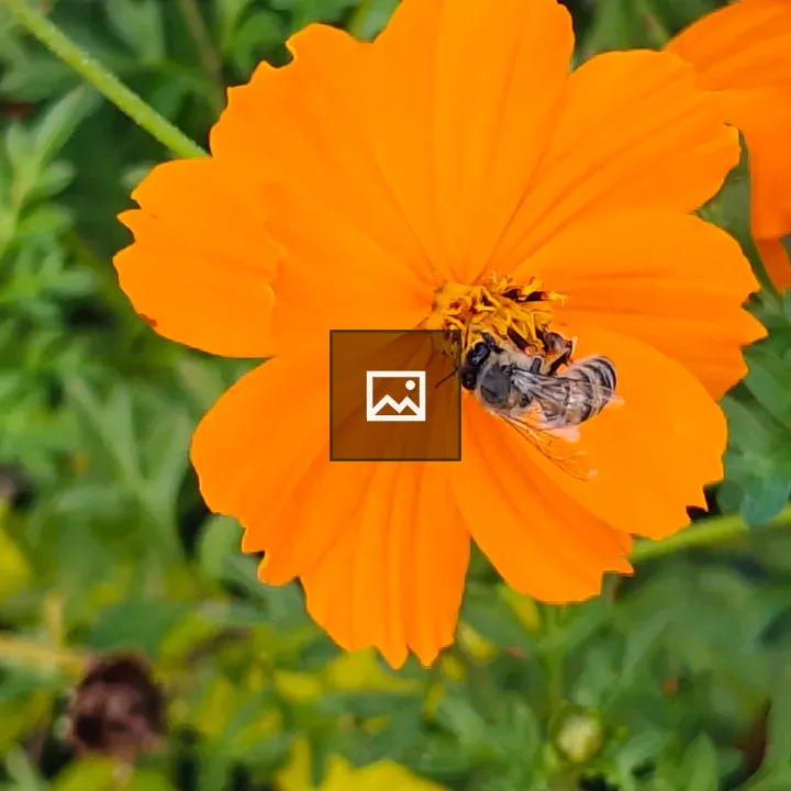 Honeybee on Orange Flower