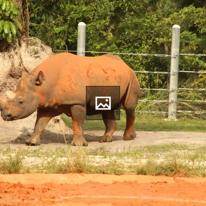 Rhinoceros in reddish mud