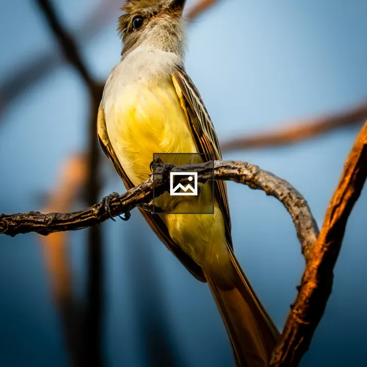 Small bird on branch