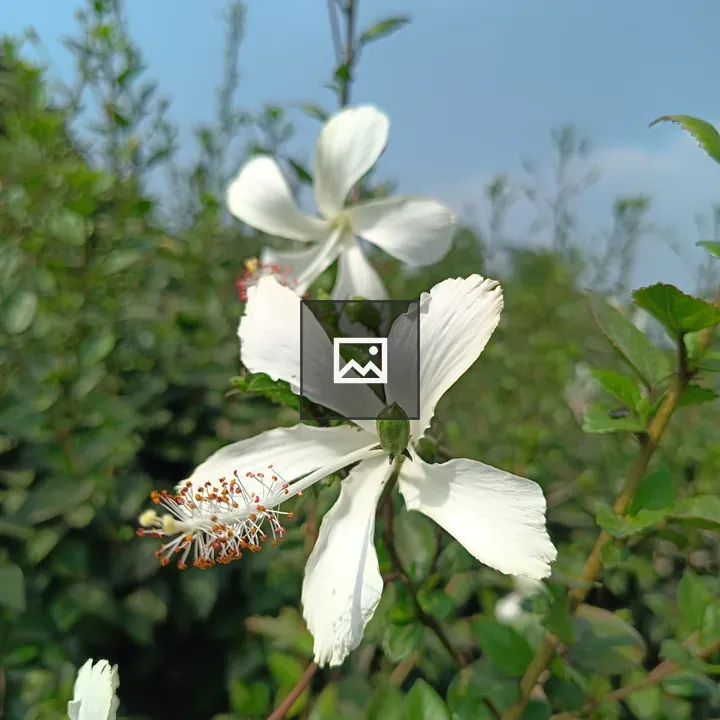 White hibiscus on green branches