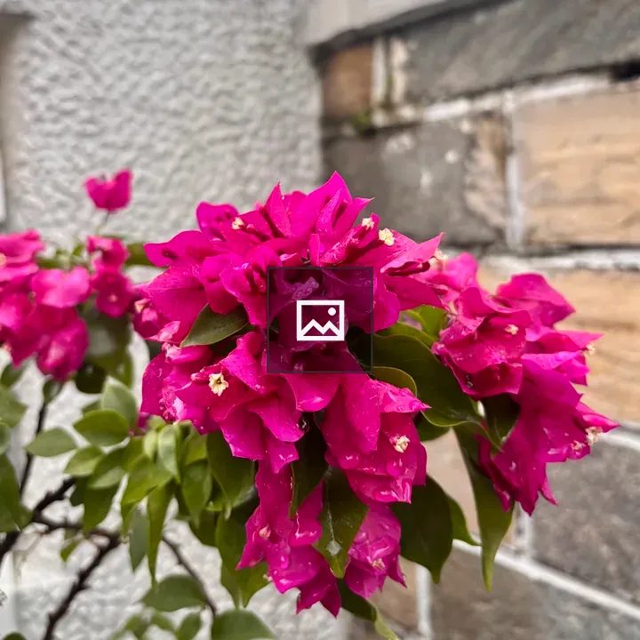 Bougainvillea Close-Up with Droplets