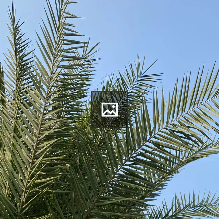 Palm fronds against blue sky