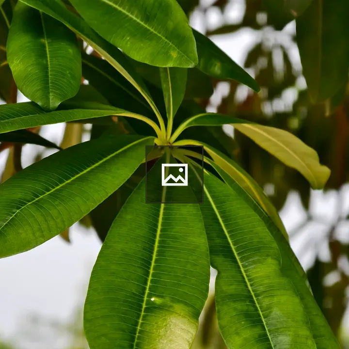 Close up green tropical leaves