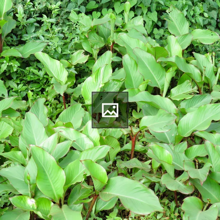 Dense green vegetation with reddish stems