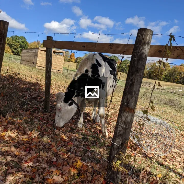 Cow in a Field Behind Fence