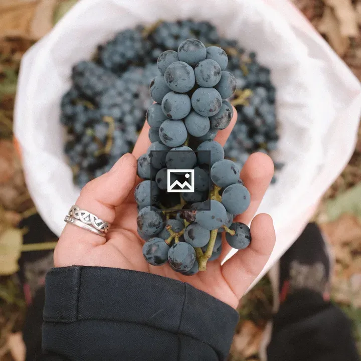 Grapes in Hand Above Bucket