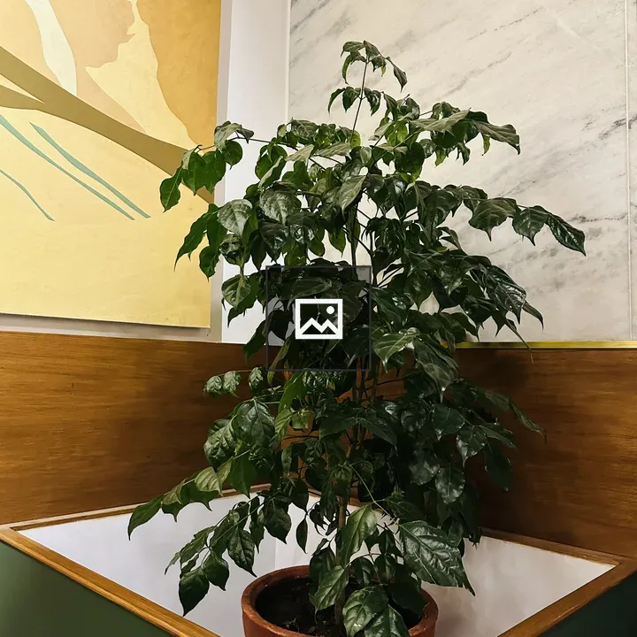 Leafy green plant in terracotta pot