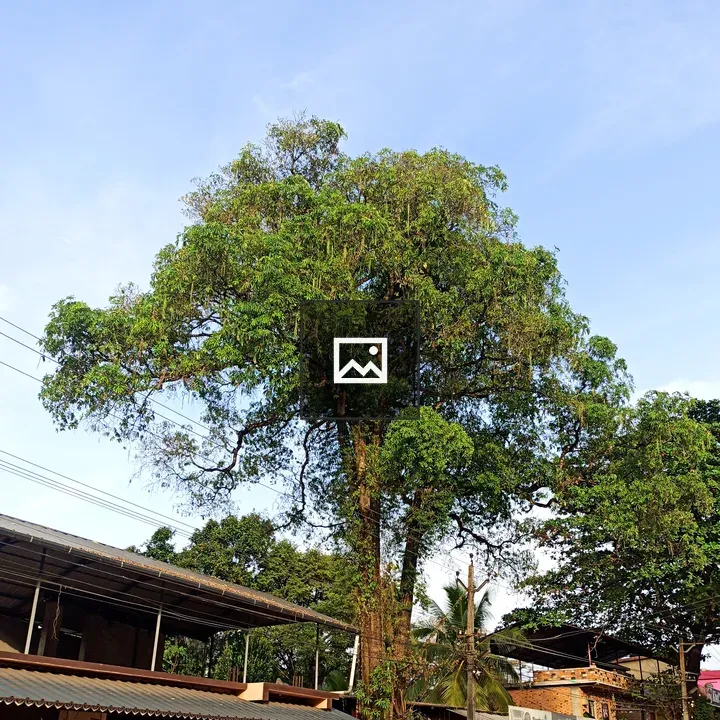 Tree and electricity pole