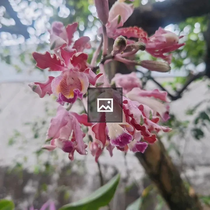 Pink orchid cluster close-up