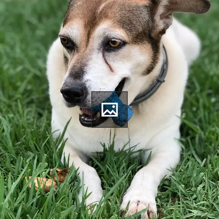 Dog with Bone Toy