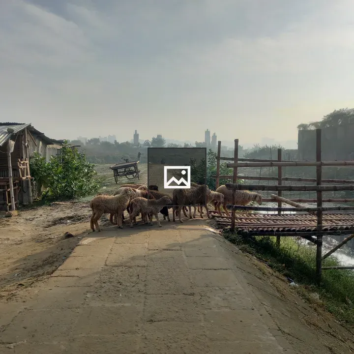 Flock Crossing Bamboo Bridge