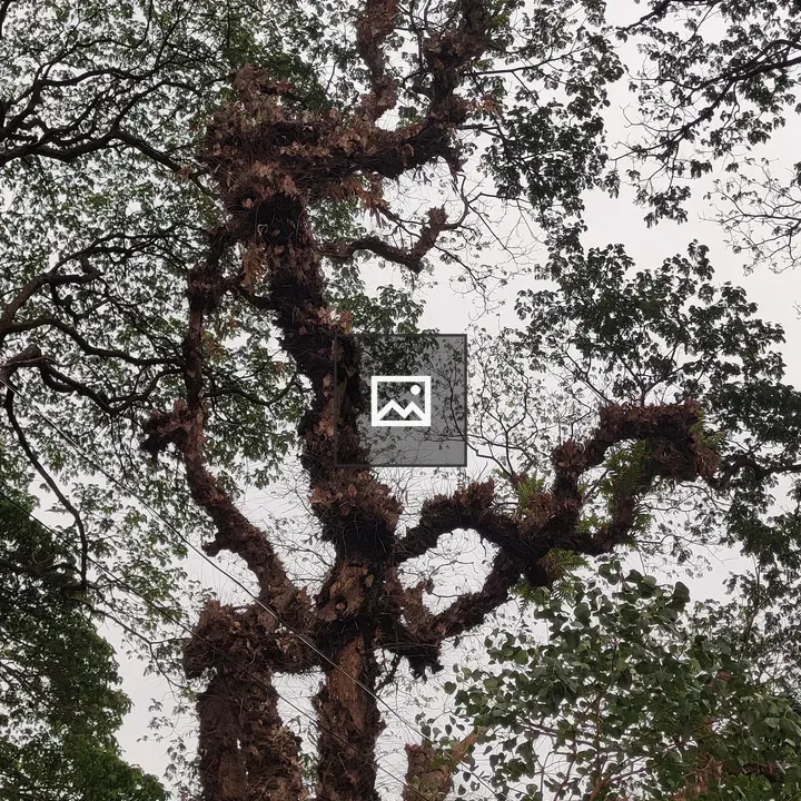 Tree trunk with leaves