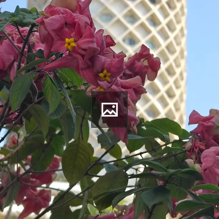 Pink Flowers and Lattice Building