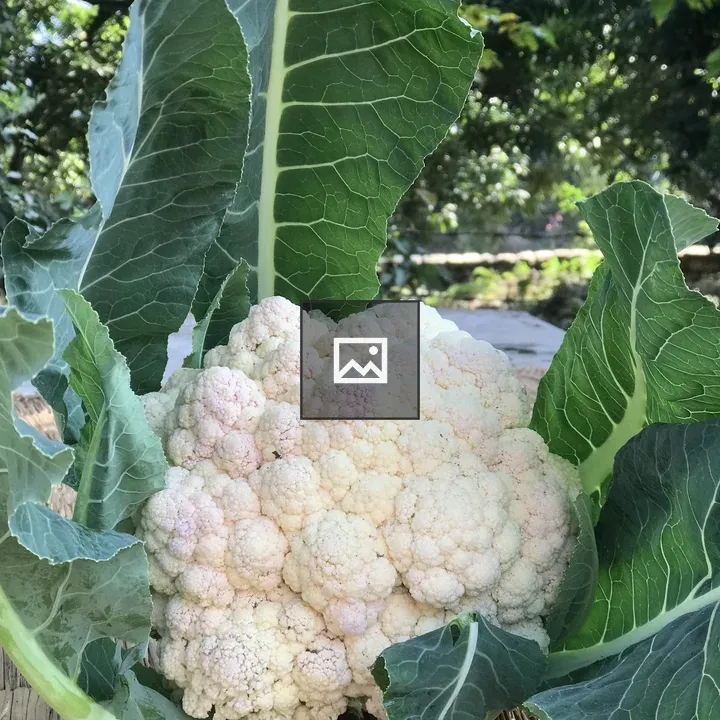 Fresh picked cauliflower