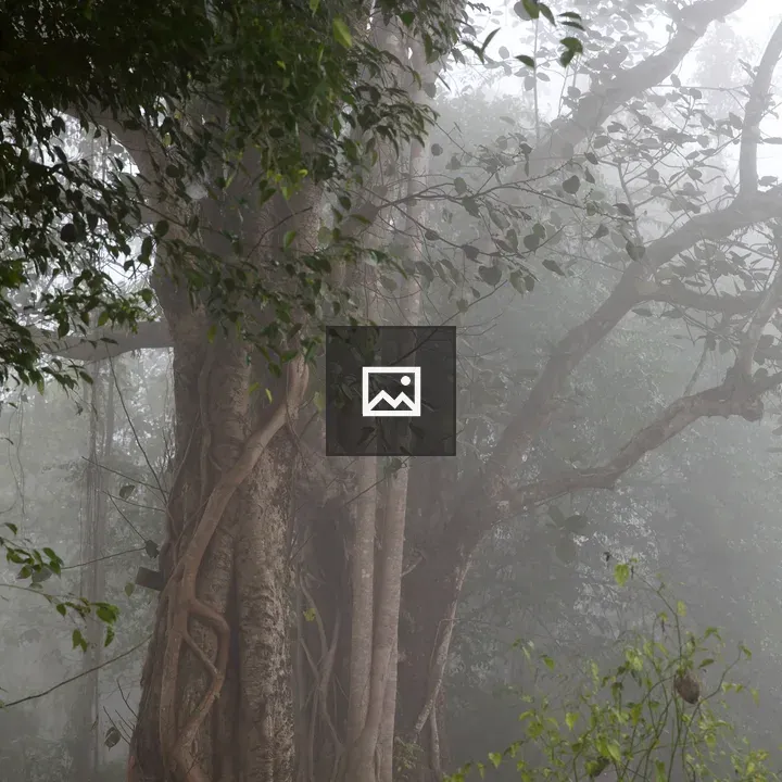 Early morning winter fog