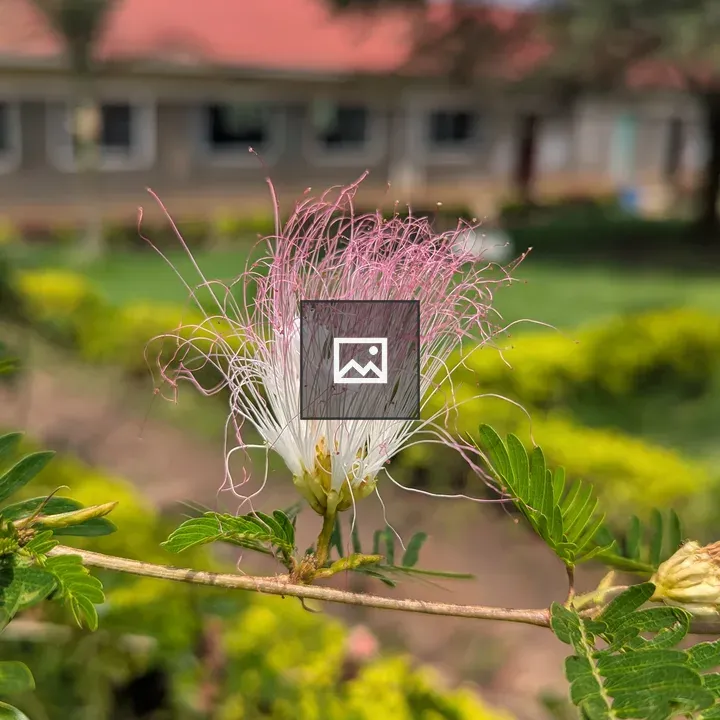 Close-up Flower with Pink Filaments