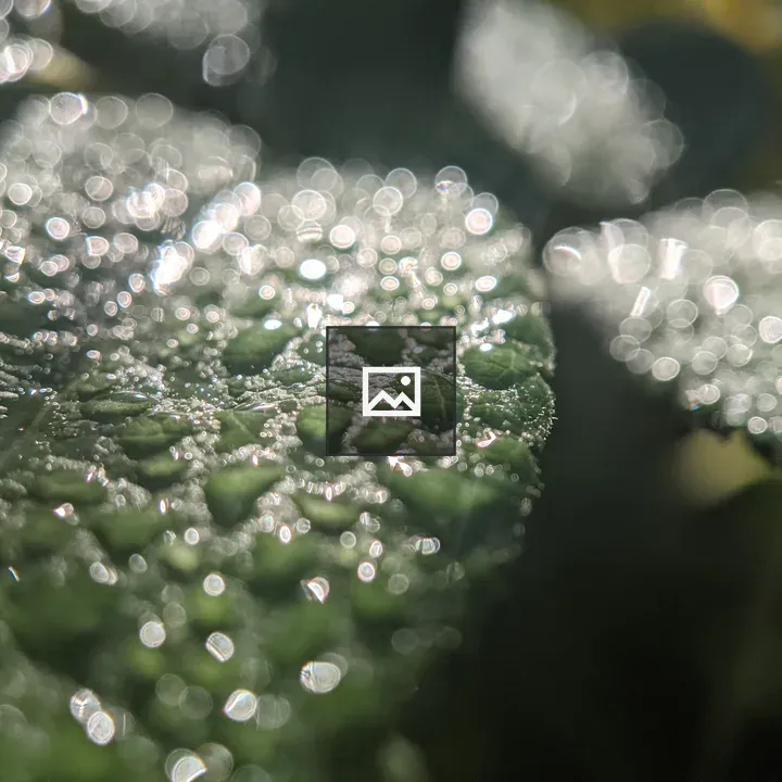 Water Droplets on a Leaf