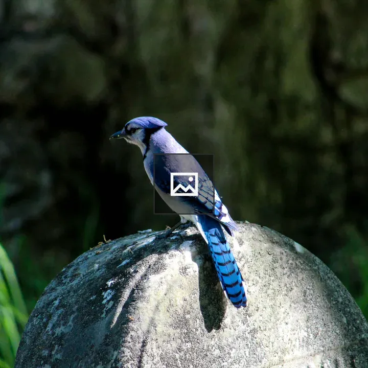 Bluejay on Gravestone