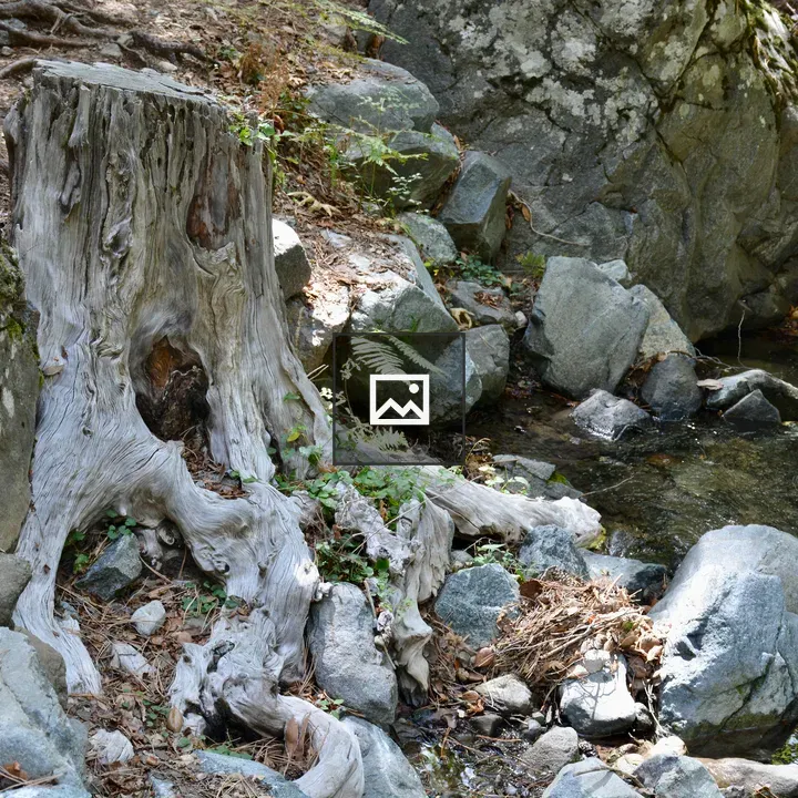 Weathered tree stump in rocky stream bank