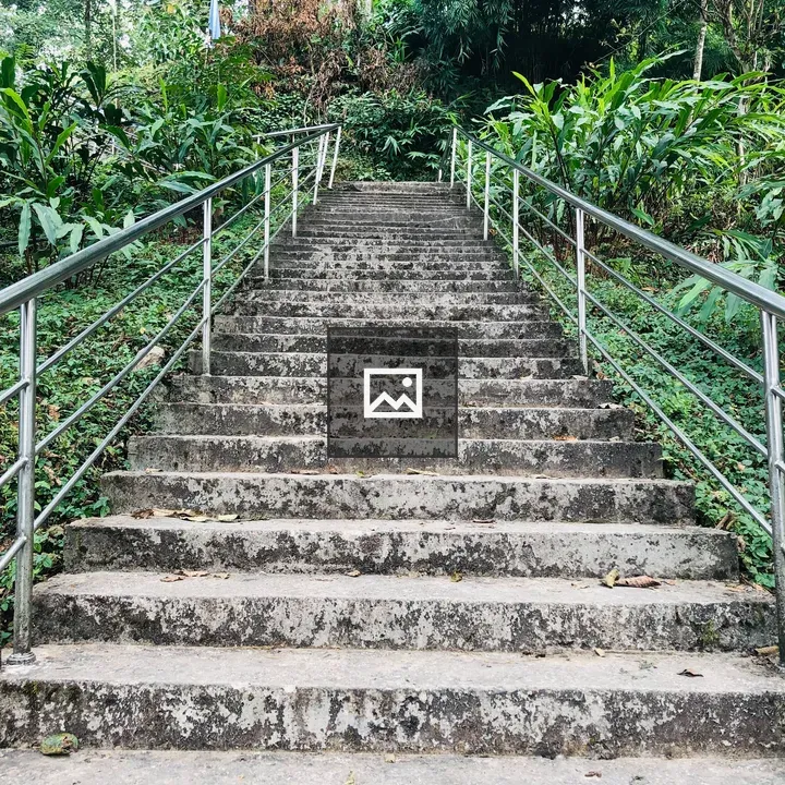 Stairs with a Tree