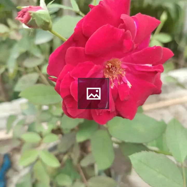 Garden flowers blooming trail