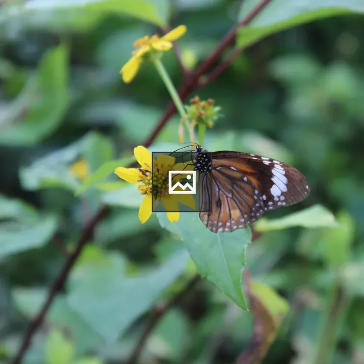Brown butterfly on a flower