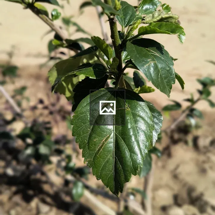 Close-up Green Hibiscus Leaf