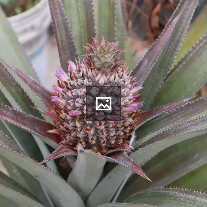 Close-up of pineapple plant