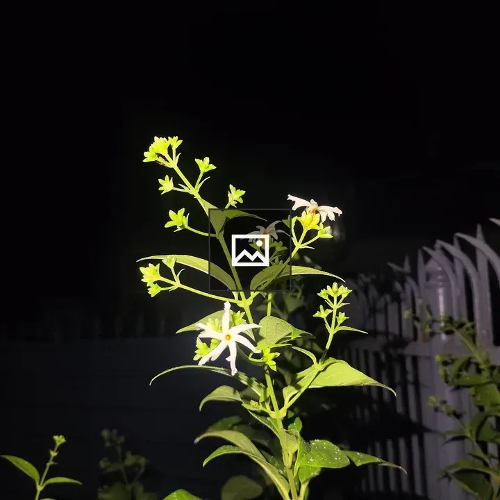 Parijat Flower at Night