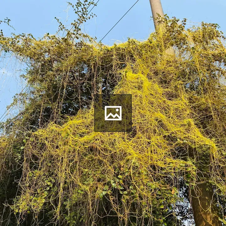 Bright yellow vines and green foliage