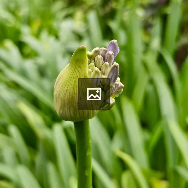 Agapanthus Purple Bud Close-up