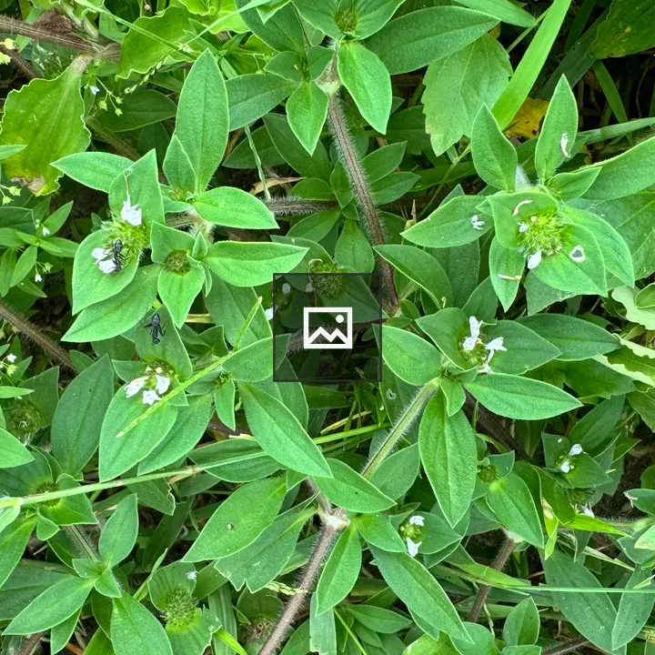 Dense patch of green leaves with white flowers