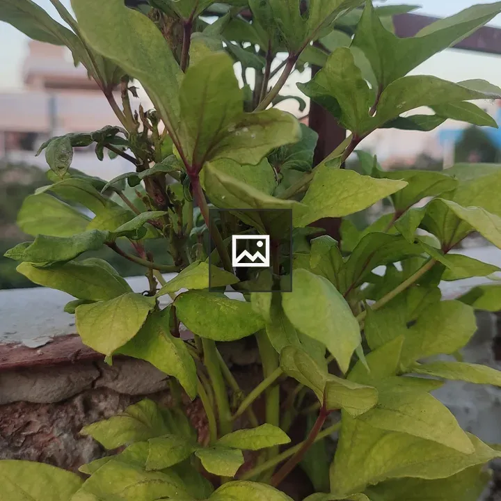 Plant by brick wall