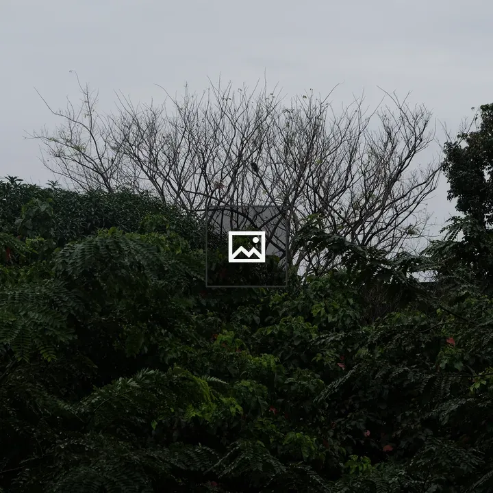 Lush trees with bare background