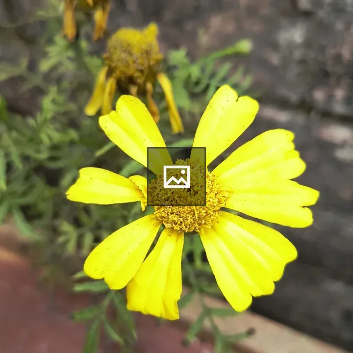 Yellow Flower with Green Foliage