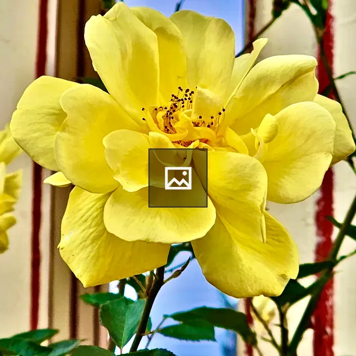 Yellow rose from Rose Garden