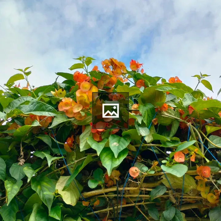 Delicate orange flowers on green trellis