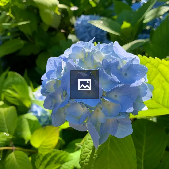 Blue and Purple Hydrangeas