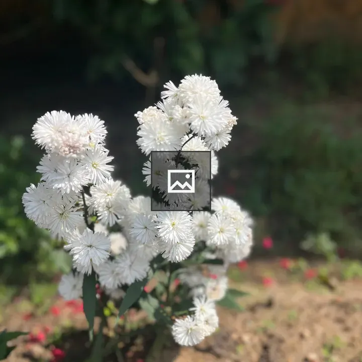 White flowers on a bush
