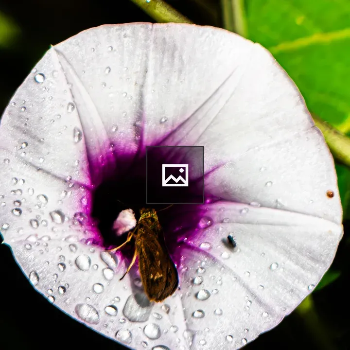White morning glory with butterfly