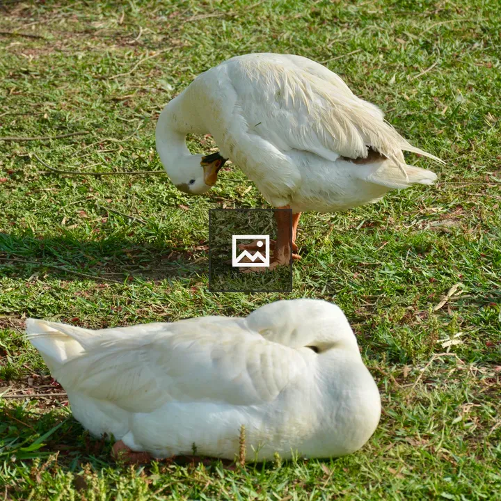 Two white ducks on grass