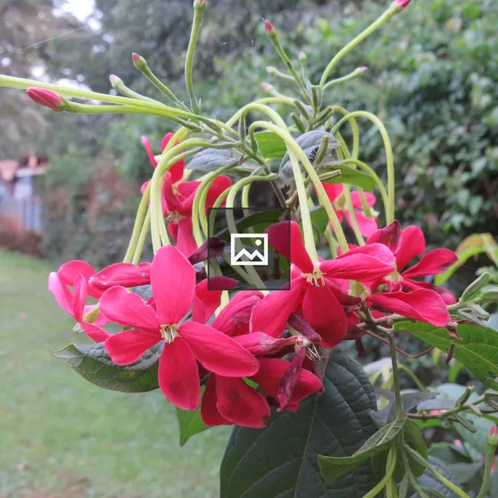 Red Rangoon creeper flowers